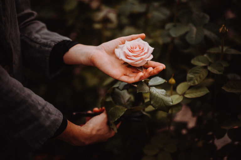 Person schneidet eine schöne Rose ab