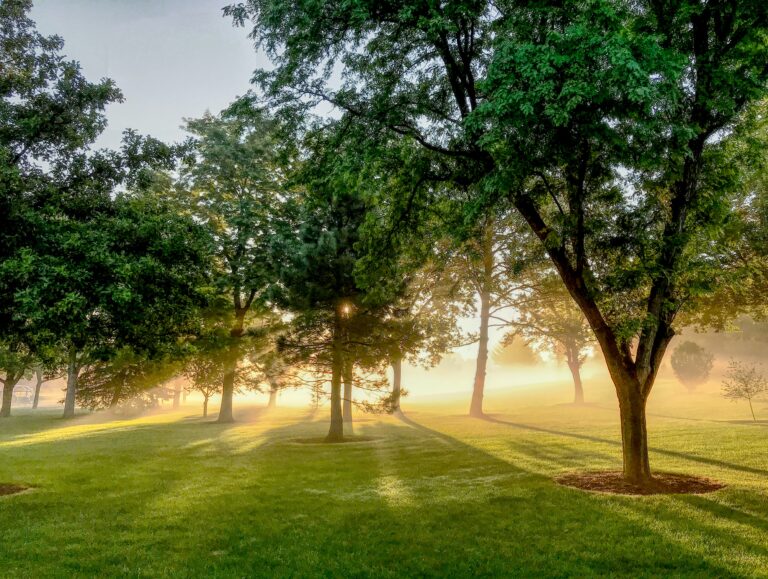 Foto eines lichtdurchfluteten Parks